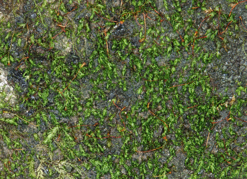 Fissidens minutulus